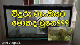 Widuru Tankiyata Mokada Une  විදුරු ටැංකියට මොකද වුනෙ  Jani Vlogs SL [upl. by Katzen]