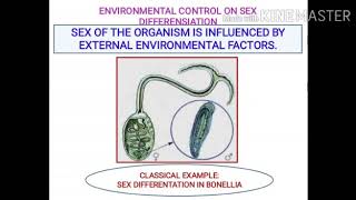 ENVIRONMENTAL CONTROL ON SEX DIFFERENTIATION  BONELLIA VIRIDIS by Dr SANGEETHA G KAIMAL [upl. by Gschu]