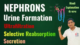 Mechanism of Urine Formation  Structure of Nephron  Life Processes  Excretion  Class 10 Ncert [upl. by Adnilreh]