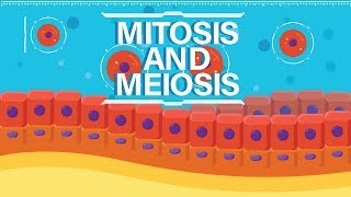 What is Mitosis amp Meiosis  Complete  Animated Explanation [upl. by Nnylyt]