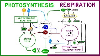 Photosynthesis vs Cellular Respiration Comparison [upl. by Elime]