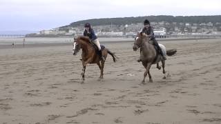 Galloping horses on the beach [upl. by Libby]