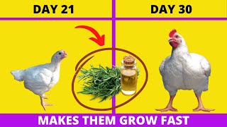 This PLANT Makes BROILERS GROW FAST and Become Super Heavy  BROILER GROWTH PROMOTER [upl. by Laux966]