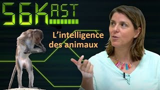 56kast 103  Lintelligence des animaux [upl. by Lledor750]