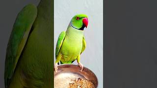 Dancing Ringneck mithoo parrot 🦜💕🐦mitthu parrot shorts [upl. by Simon593]