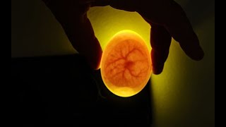 Candling eggs at 7 days [upl. by Seavey]