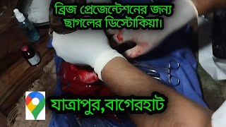 DrIqbal Hossaingoat veterinarian csectionrecovery animals bagerhat [upl. by Rosse]