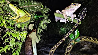 Searcing For Seasonal Frog At Night  Arunachal Pradesh  India🇮🇳 [upl. by Nnylsia]