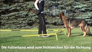 Longieren mit dem Hund [upl. by Cramer495]