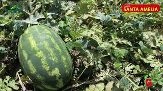 🍉 Sandía Santa Amelia en Batán Grande Chiclayo [upl. by Madox]