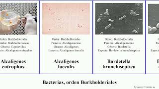 Bacterias orden Burkholderiales faecalis cepacia bronchiseptica Alcaligenes Comamonadaceae Heads [upl. by Anyat]