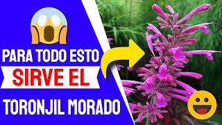 👍 Agastache Mexicana O Toronjil Morado Para Que Sirve [upl. by Conney]