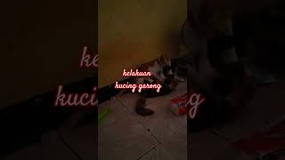 kucing garong [upl. by Melisse]