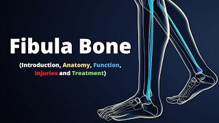 Fibula Bone  Introduction Anatomy Function Injuries and Treatment [upl. by Eilis121]