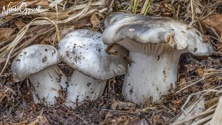 Funghi primaverili  I quotdormientiquot fra erba e neve [upl. by Feerahs]