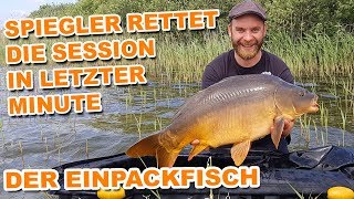 Der Einpackfisch  Spiegelkarpfen rettet die Session [upl. by Isdnyl]