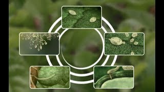 See how Potato Late Blight develops [upl. by Avaria]