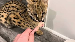 Serval Kitten plays with Water and Eats Chicken and Cucumber [upl. by Milone]