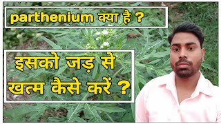 What is Parthenium  How to control Parthenium [upl. by Herwig]