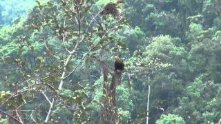 Duskygreen Oropendola  Courtship Display [upl. by Haroppizt]