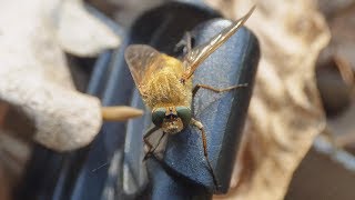 Ovád hovězí  The pale giant horsefly Tabanus bovinus [upl. by Alberto]