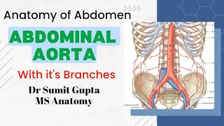 ABDOMINAL AORTA  Anatomy [upl. by Sugirdor]