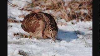 Eurasian Woodcock foraging in snow [upl. by Seek222]