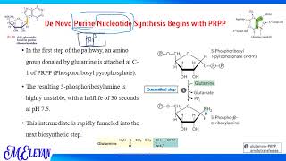 Biosynthesis and Degradation of Nucleotides Part 2 [upl. by Anitsyrhk193]