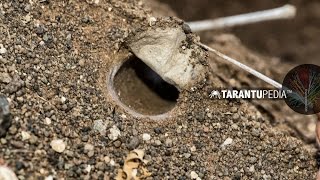 How a tarantula builds a trapdoor lid on its burrow [upl. by Ringo774]