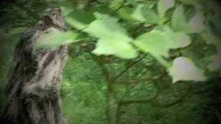 Bigfoot Sighting in Powhatan Virginia [upl. by Ttihw286]