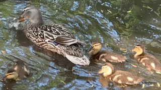 DUCKLINGS FOLLOWING THEIR MOTHER  duckling ducklings duck ducksswimminginpond ducks birds [upl. by Ahern847]