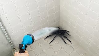 Giant spider in the bath [upl. by Atinnod]