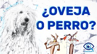 DOCUMENTAL sobre el KOMONDOR  Lo Inchequeable [upl. by Akihsan639]