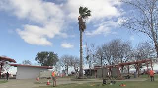 Caltrans District 10 Tree Trimming at I5 Westley Rest Area 2018 [upl. by Atiuqaj]