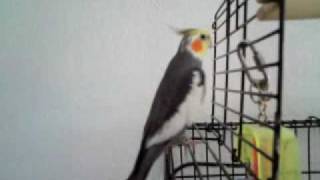 Cute cockatiel singing a lot of songs [upl. by Nyl]