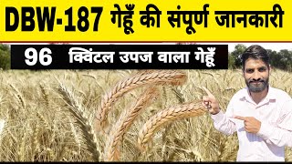 DBW 187 बम्पर उपज वाले गेहूं की संपूर्ण जानकारी  DBW 187 Wheat Variety  DBW 187 Wheat Seed [upl. by Eneg894]