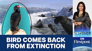 Scientists Teach Onceextinct Bald Ibis Birds How to Migrate  Vantage with Palki Sharma [upl. by Darya479]