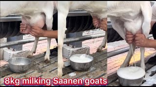 7kg to 8kg milking average per day  High milking pure saanen goats  heavy milking saanen goats [upl. by Uyekawa]