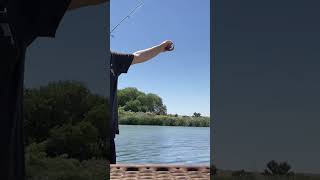 Mojave narrows bluegill fishing boutthatactionfishing bluegill [upl. by Rostand]