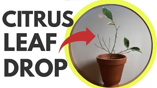 Citrus Leaf Drop SOLVED Why it happens amp how to fix it [upl. by Iams776]