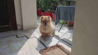 4 months chow chow puppy barking [upl. by Neggem]