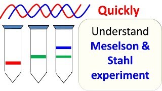 Meselson and Stahl experiment [upl. by Calbert]