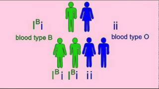 GENETICS 1 INHERITANCE OF BLOOD TYPE [upl. by Champaigne947]