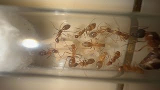 Feeding my Camponotus Irritans ColonyDay3 [upl. by Annod]