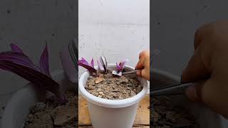 Pollination flowers with cutting grow in cup bottle amazing garden flowers flower garden 2024 [upl. by Conah]