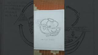 sulphur cycle msc botany [upl. by Henigman928]