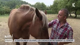 LE FEUILLETON  À ChâteauneufduPape les chevaux entretiennent le terroir [upl. by Pelligrini]