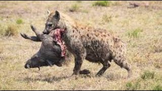 hienas caçando presas E COMENDO ANIMAIS VIVOS [upl. by Hinson231]