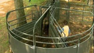 Priefert Large Cattle Working Systems [upl. by Solracsiul]