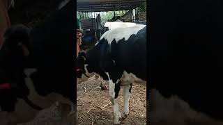 Hf cow open gotha hfcowdairyfarmhfcow hf shortvideo [upl. by Aneehsak973]